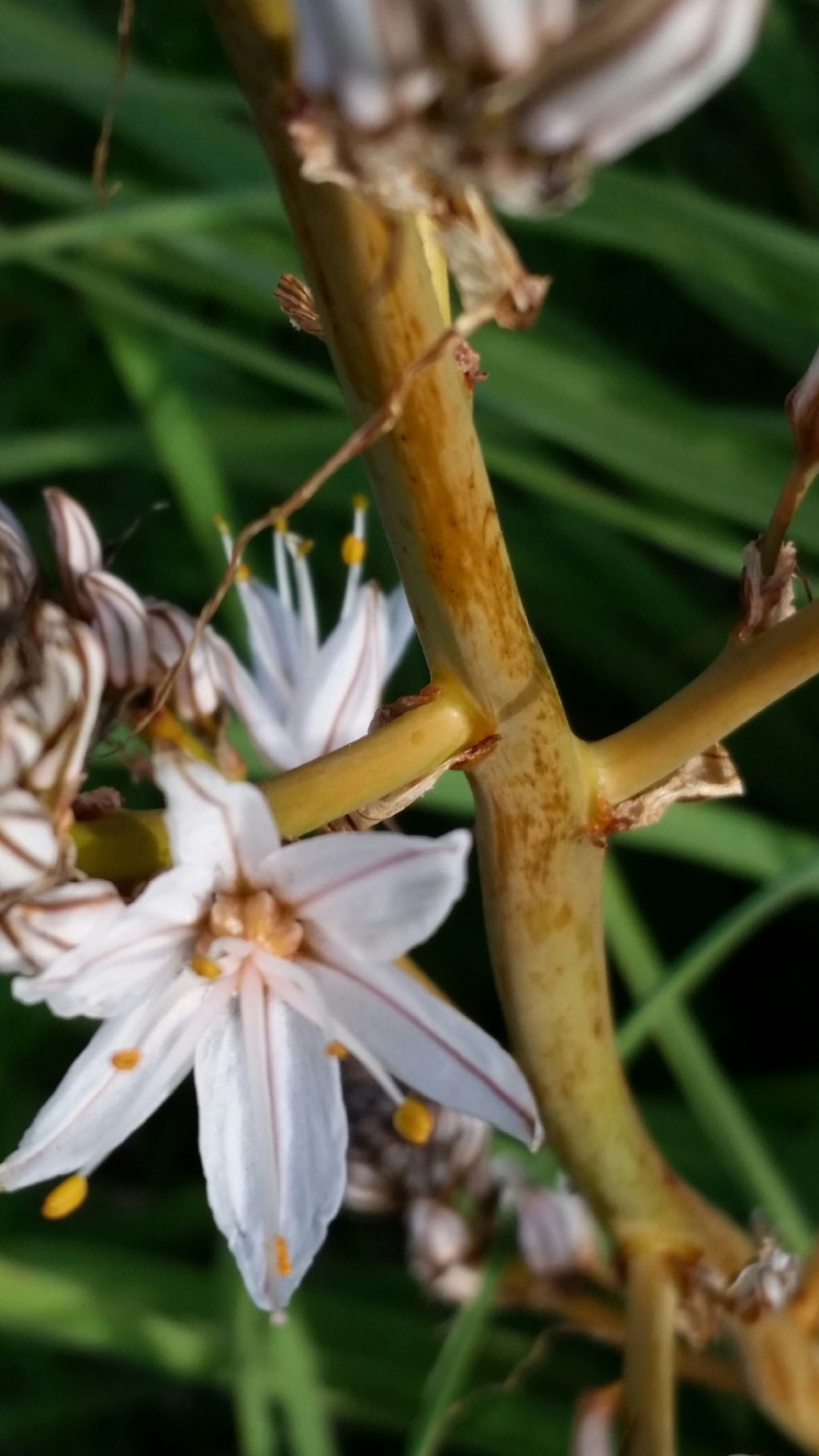 Asphodelus ramosus (Asphodelaceae)